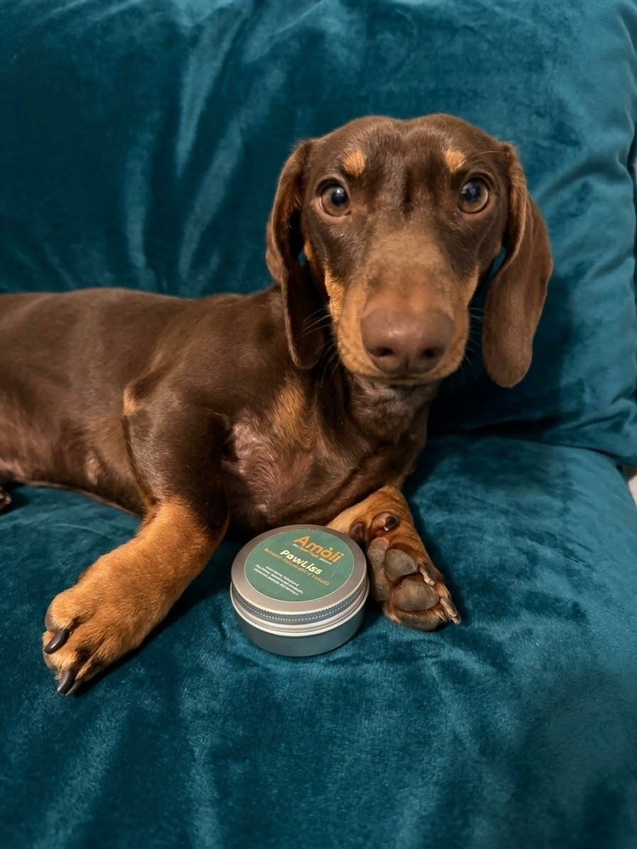 PawLiss - Balsamo Polpastrelli e Naso per Cani | Idrata, Protegge e Ripara